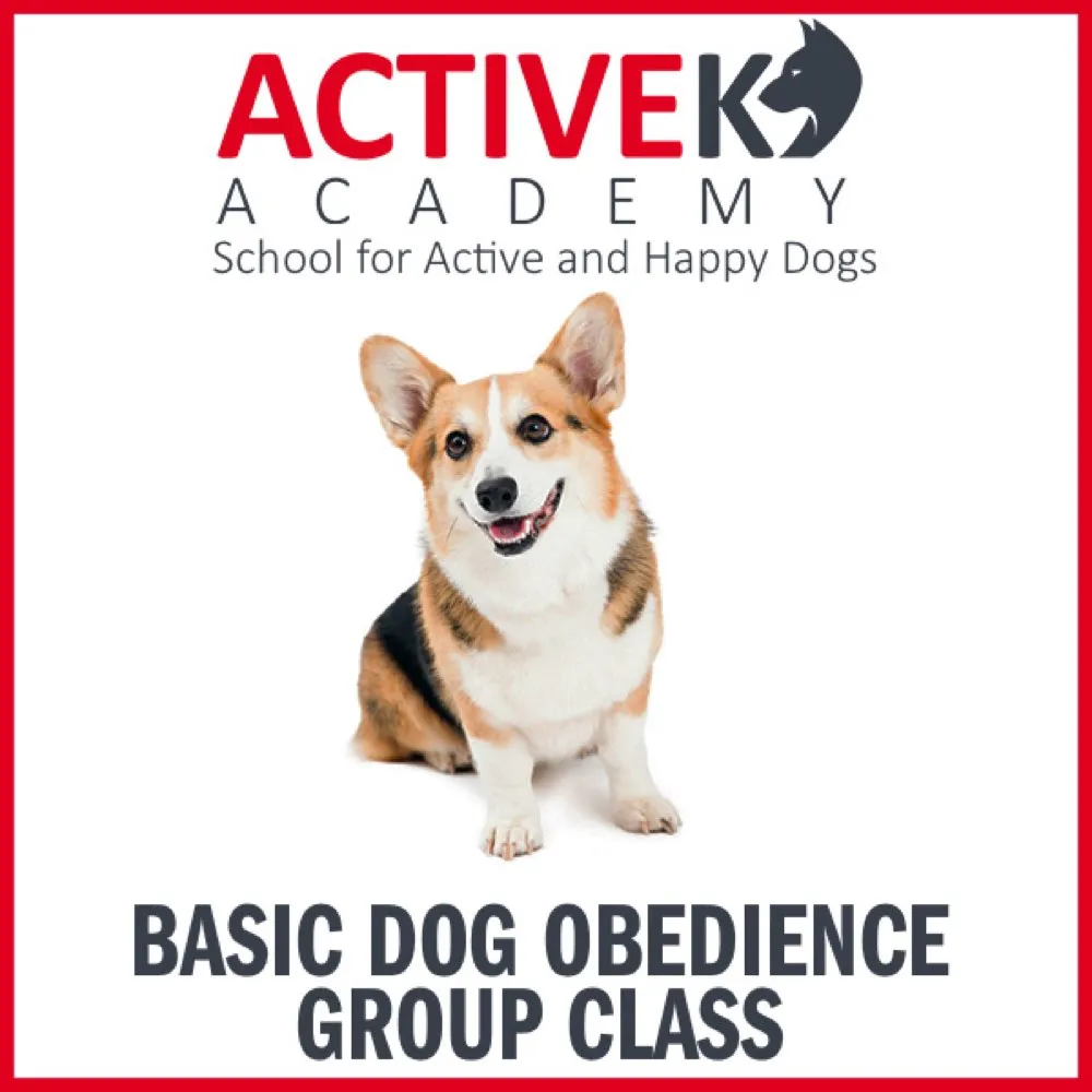 Active K9 Academy Basic Dog Obedience Group Class