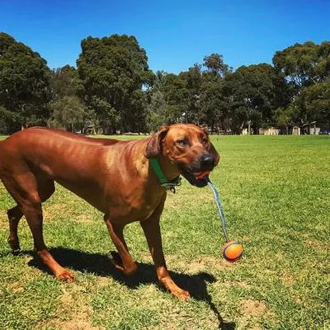 Chuckit! Dog Toy - Ultra Duo Tug