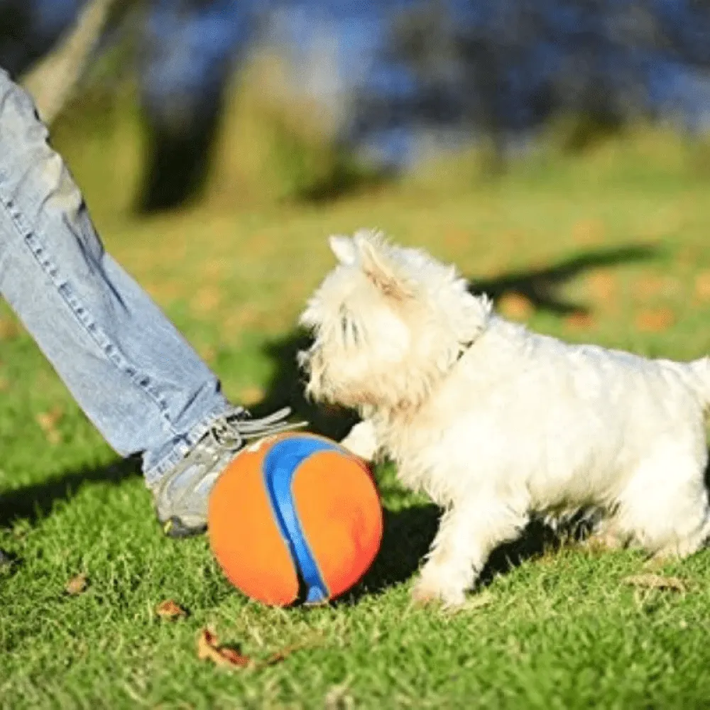 Chuckit! Kick Fetch ball Toy for Dogs (Orange)