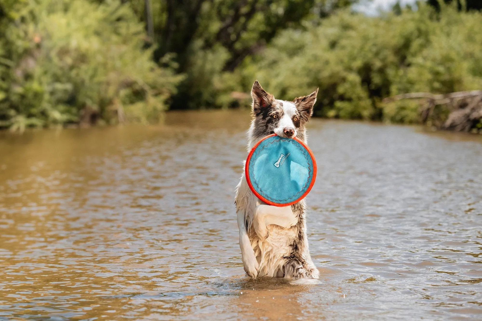 Chuckit! Paraflight Flyer Dog Toy