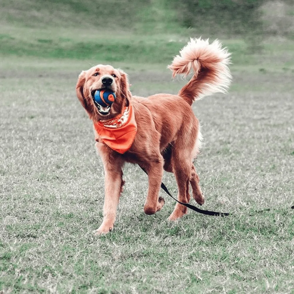 Chuckit! Ultra Squeaker Ball for Dogs (Blue/Orange) | For Medium Chewers