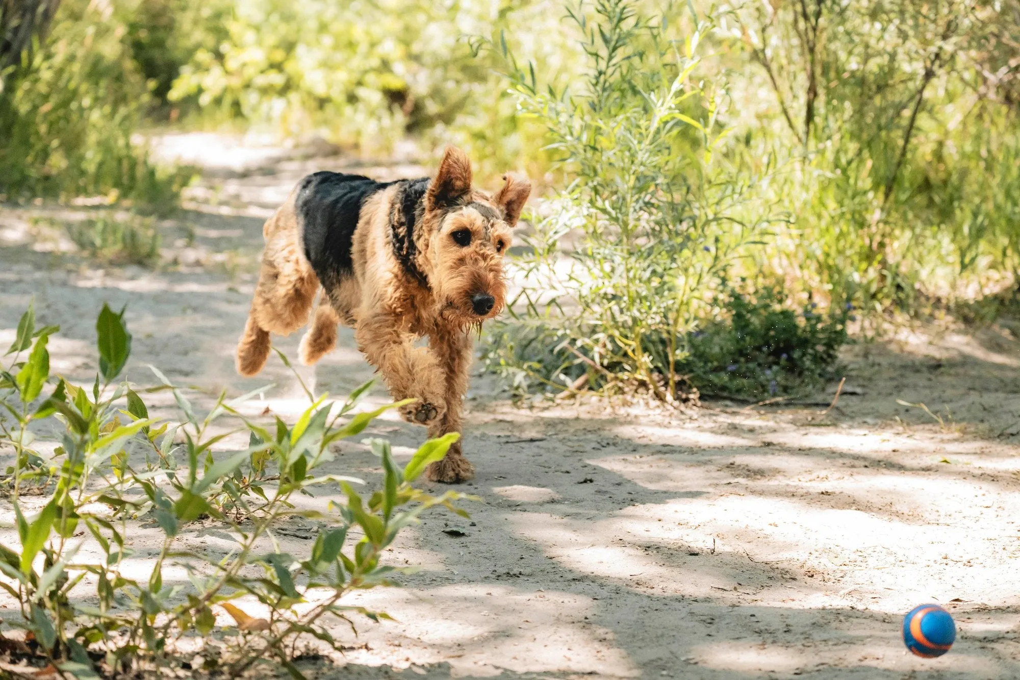 Chuckit! Ultra Squeaker Ball