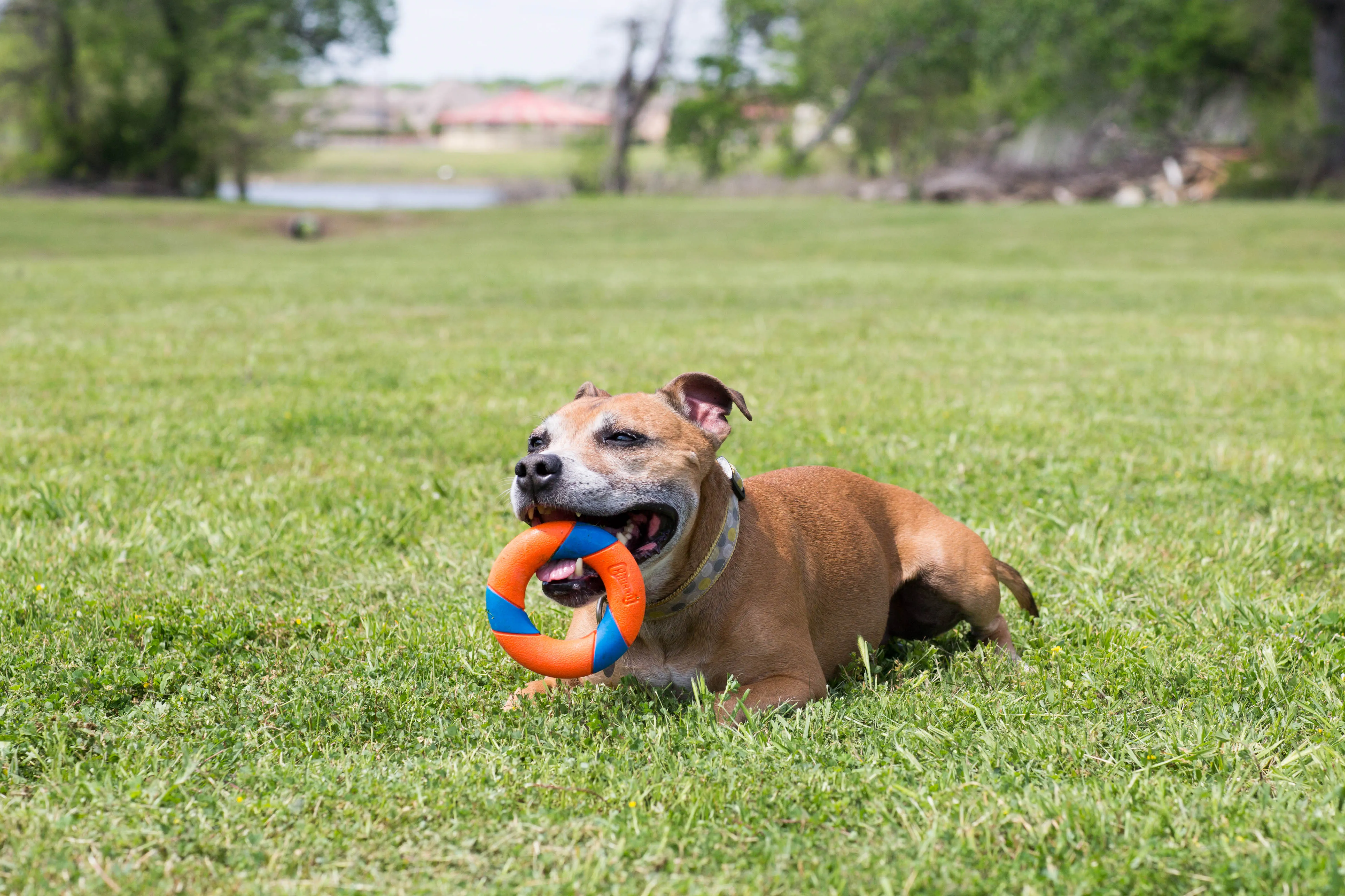 Chuckit! UltraRing Dog Fetch Toy & Launcher Bundle