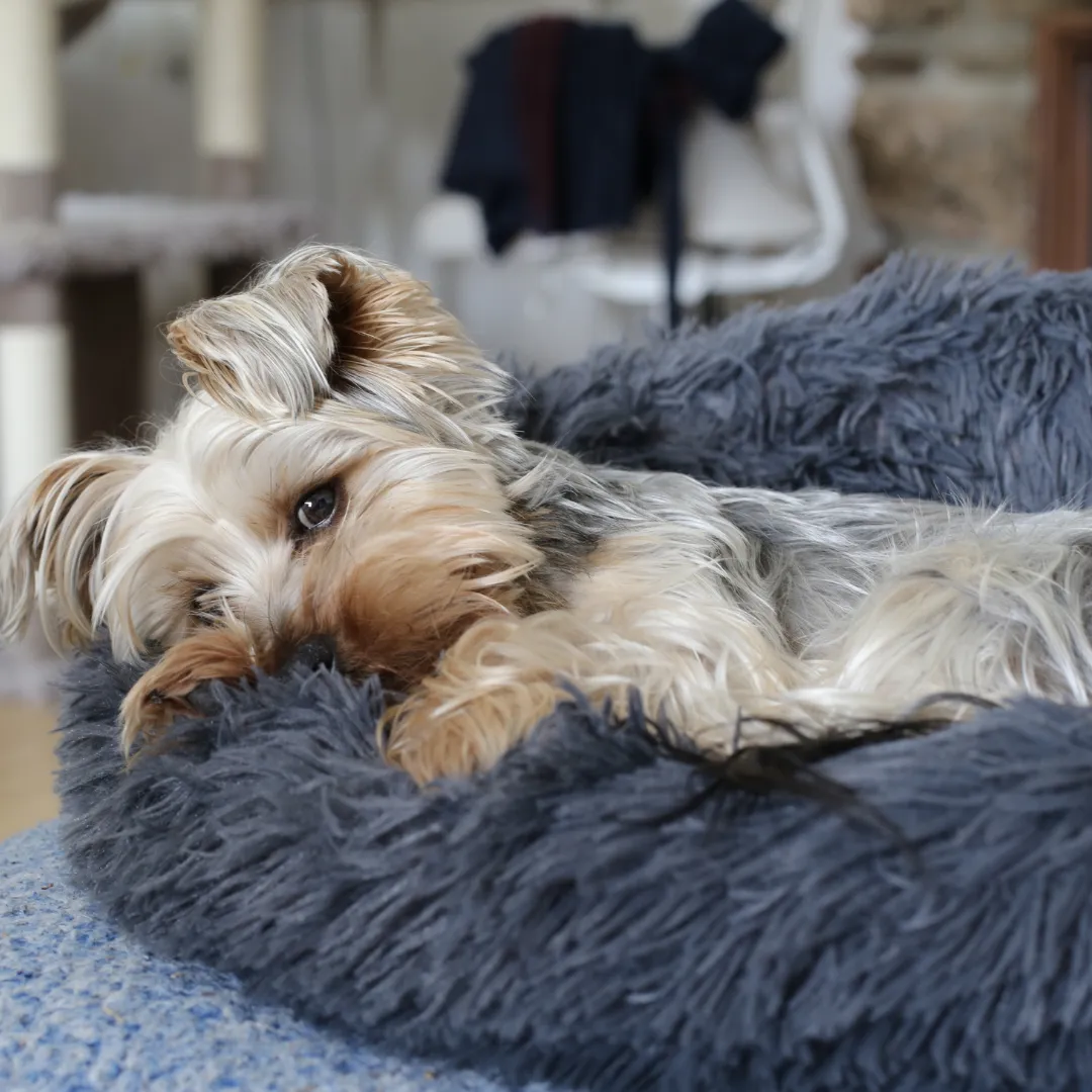 Let's Sleep Donut Bed