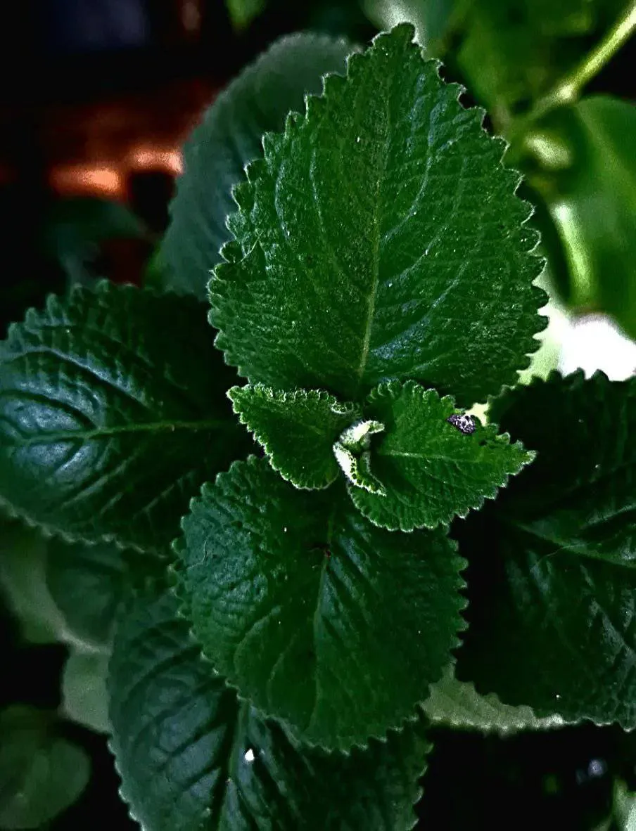 Spearmint Essential Oil